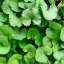 Centella_asiatica