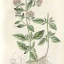 Origanum-vulgare