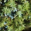 juniperus-bacche
