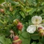Capparis spinosa
