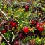 vaccinium macrocarpon