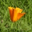 eschscholzia californica