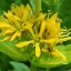 gentiana-lutea