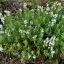 satureja-montana