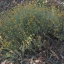 Helichrysum-italicum
