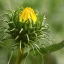 grindelia-robusta