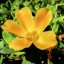 portulaca-oleracea