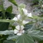 althaea officinalis