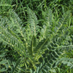 Astragalus-membranaceus_01