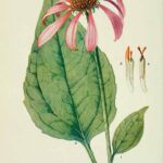 Echinacea-purpurea_04