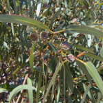 Eucalyptus-globulus_02