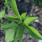Passiflora-incarnata_02