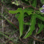 Passiflora-incarnata_03