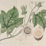 Passiflora-incarnata_04