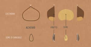 Immagine di un frutto con achenio: dettagli del pericarpo e struttura del seme