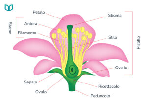 struttura-del-fiore