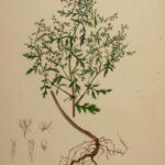 Artemisia-annua-04