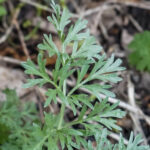 Artemisia-absinthium-02