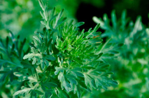 Artemisia-absinthium