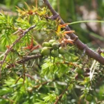 Juniperus_communis
