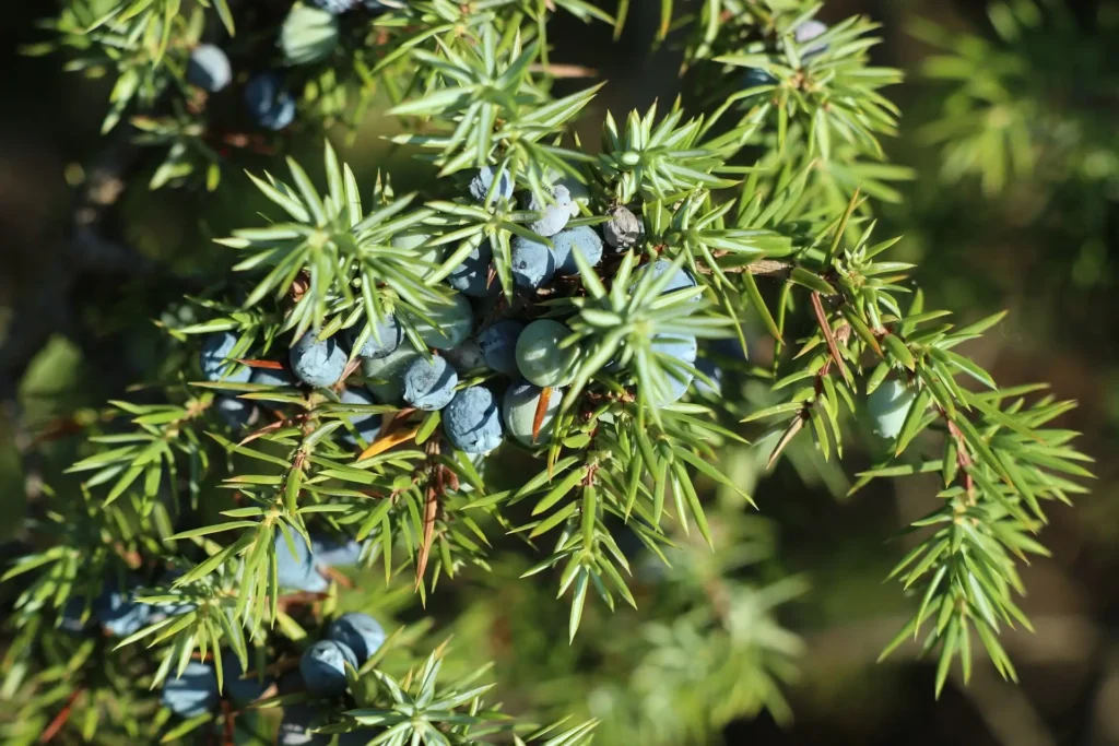juniperus-bacche